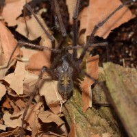 Tegenaria domestica possibly