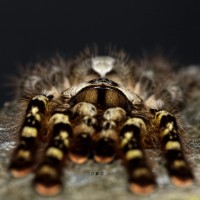 Poecilotheria regalis