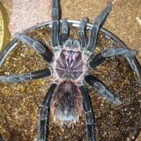 X. intermedia 7i; 4.25 Inch DLS; Molt date 11-5-17; Photo'd 11-8-17