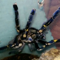 Poecilotheria metallica