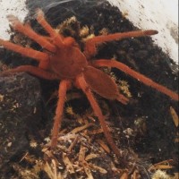 Orphnaecus philippinus "POT"