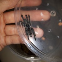 Avicularia sp Colombia sling