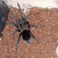 Grammostola Pulchra juvenile