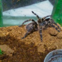 Grammostola pulchripes