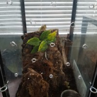 Subfusca lowland new home