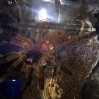 P. Murinus girl or guy?