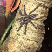 P. metallica spiderling