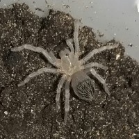 fresh molt