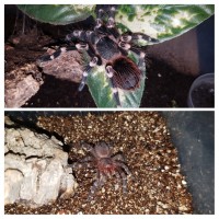 8 months and 4 molts later.