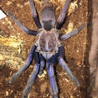 Chilobrachys sp. "Vietnam Blue" 2 of 2