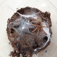 Neoholothele incei (gold) sling in premolt