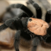 Brachypelma albiceps