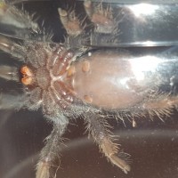 P. Irminia Male or Female