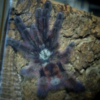 Caribena versicolor Juvenile/Sub-Adult Male