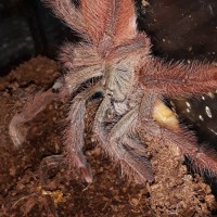 T.gigas