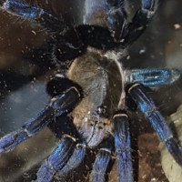 Haplopelma lividum