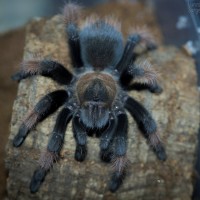 Brachypelma emilia Juvenile Female