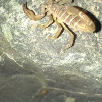 Paruroctonus Boreus (Northern Scorpion)