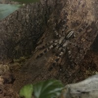 Poecilotheria regalis