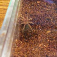 20171117_011_GPulchripes