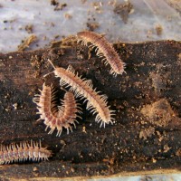 Millipedes