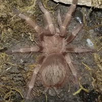 N. tripeppii