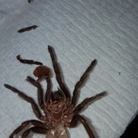 Another molt picture