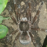 Goliath birdeater