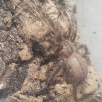 P. Ornata