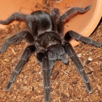 Grammostola Pulchra juvenile