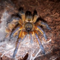 H.pulchripes