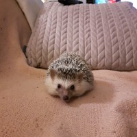 My hedgehog Pippin