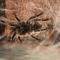 B. albo Molt