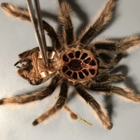 B. albo molt (Me-thinks definitely a female!)