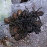 Monocentropus balfouri (Socotra Island Blue Baboon)