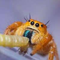 Phidippus nikites