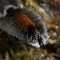 Psalmopoeus cambridgei