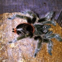 grammostola actaeon