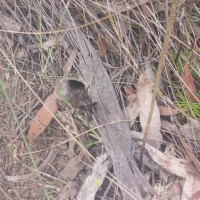 Funnel Web Spider