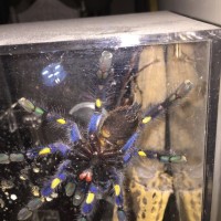 Poecilotheria metallica