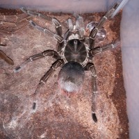 T.stirmi