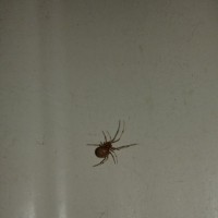 Brown widow? Texas widow plague