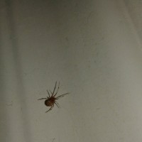 About 1/4 CM Brown Widow
