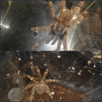 Dual Lampropelma Borneo blacks