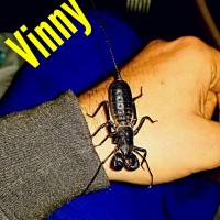 "Vinny" Mastigoproctus giganteus