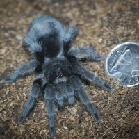 Grammostola pulchra