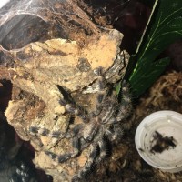 0.0.1 P. regalis