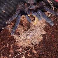 Lampropelma sp. Borneo black