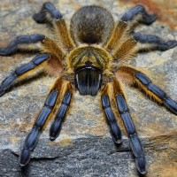 Harpactira pulchripes