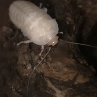 Gromphadorhina oblongonota freshly molted